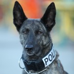 A Member of the K9 Unit