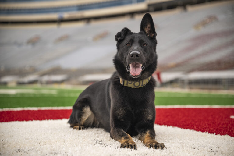image of K9 Mavi